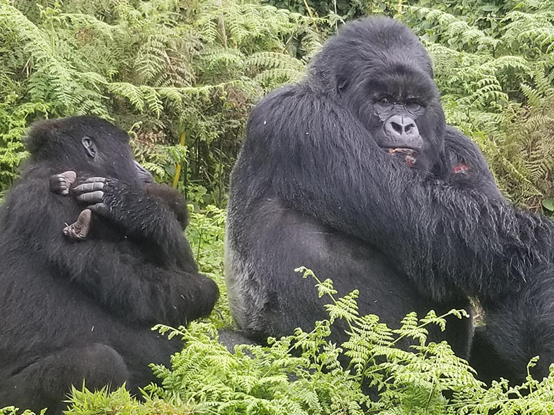 Gorillas in Rwanda.