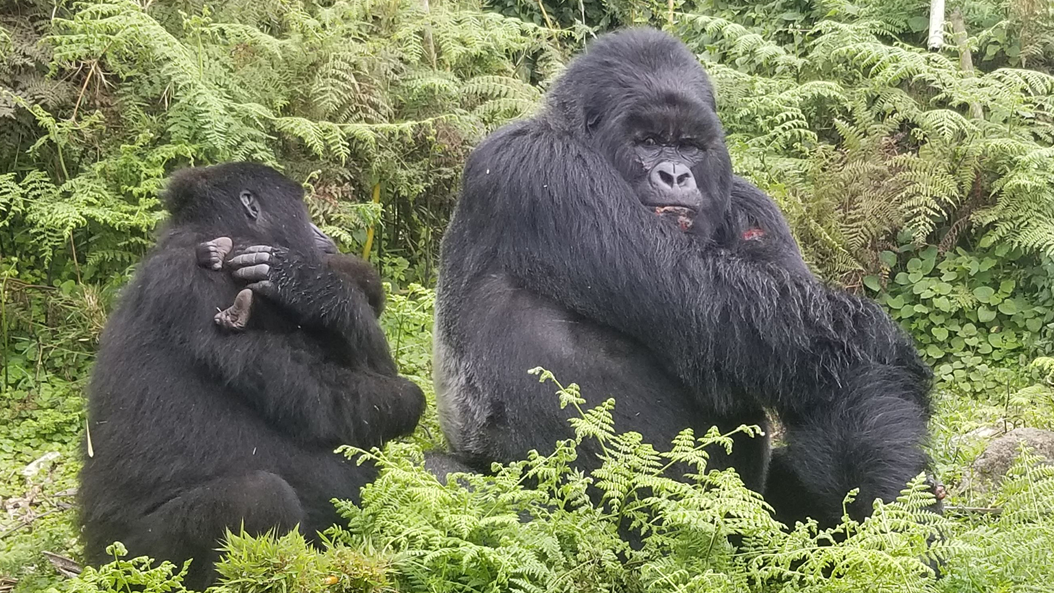 An image of gorillas.